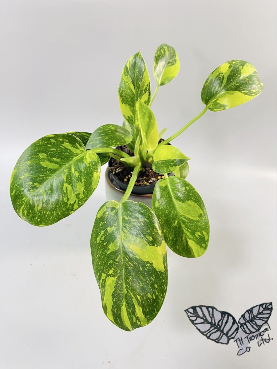 「267」2株付き　Philodendron Green Congo hybrid variegated フィロデンドロン グリーン コンゴ 斑入り