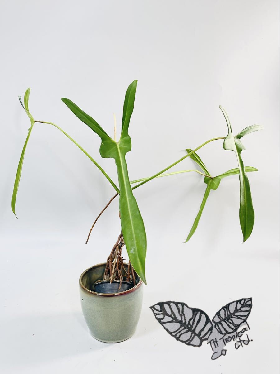 「043」大人気！　フィロデンドロン ロンギロバトム ‘レラノ ミヤノ’ Philodendron longilobatum Lelano Miyano