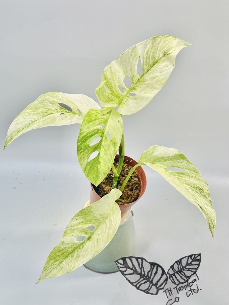 「656」NEW！　モンステラ ラニアタ フル ミント 斑入り Monstera Laniata Full Mint Variegated