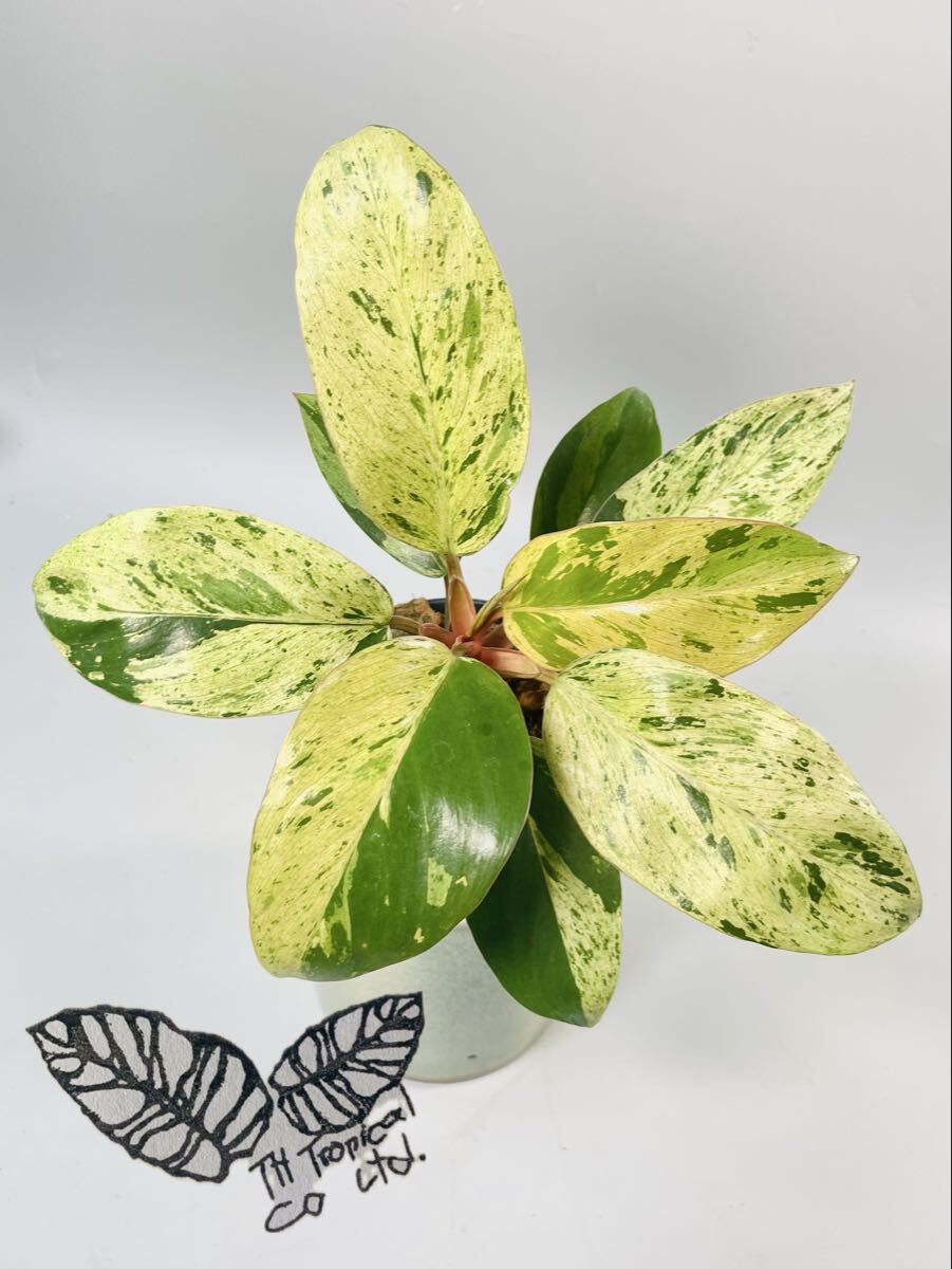 「760」フィロデンドロン・レッドコンゴ・マーブルドワーフ・斑入り　philodendron red congo marble dwarf variegated