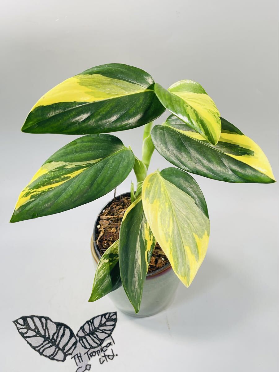 「731」Monstera Standleyana Albo variegata モンステラ スタンデリアナ アルボ 斑入り　