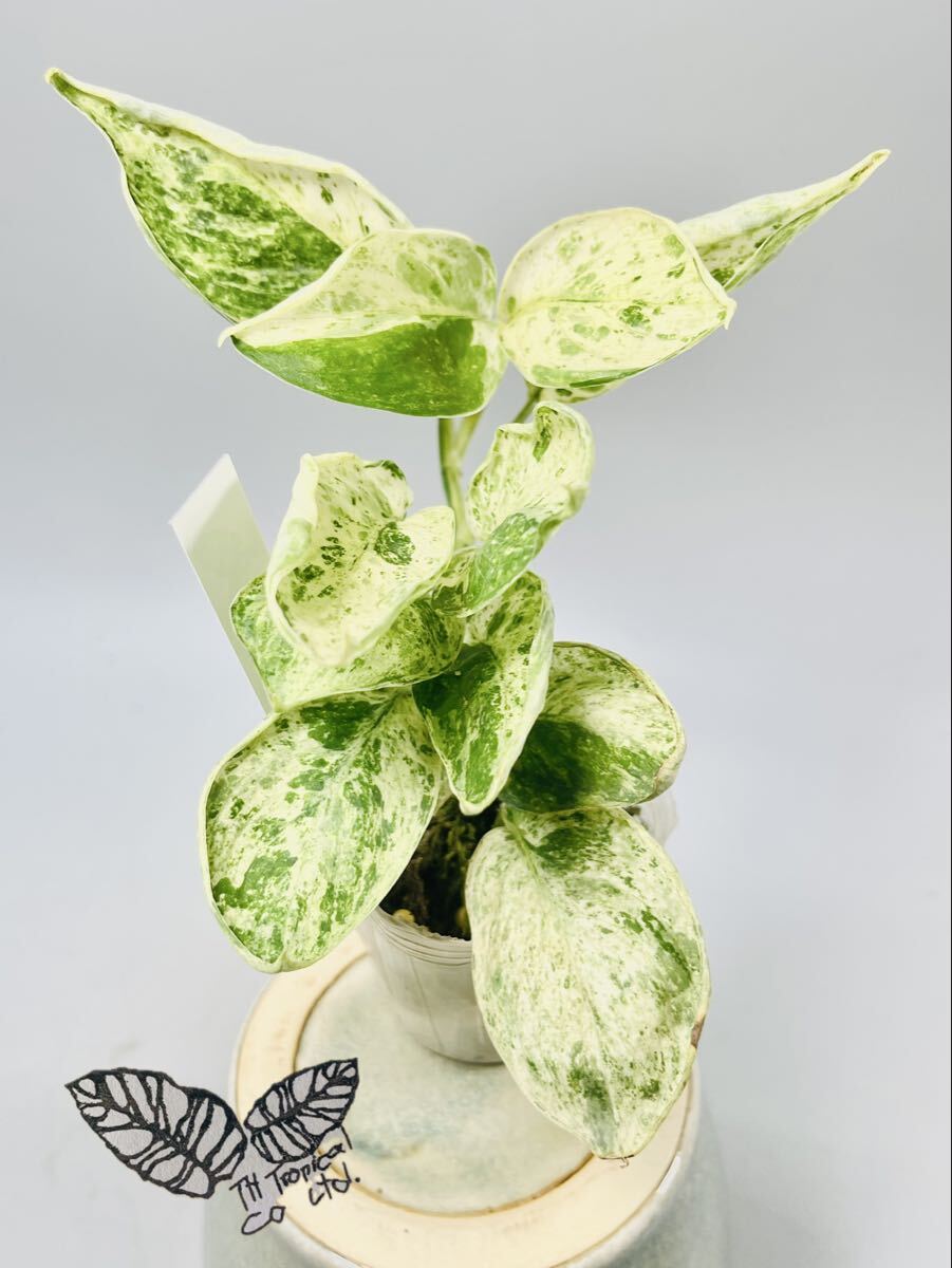 「112」スキンダプサス ジェイド サテン マーブルクイーン 斑入り Scindapsus Jade Satin Marble Queen Variegated