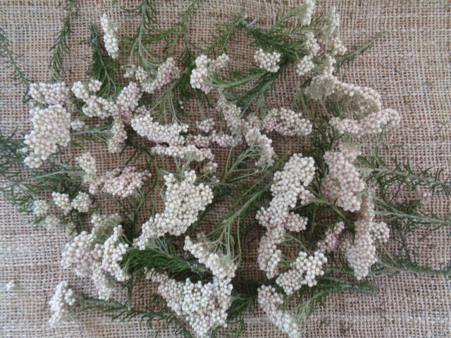 ライスフラワー３５本R425ドライフラワー**さらら**収穫したて