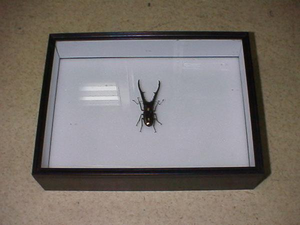 標本箱シーラ箱【シーラケース】カブト類が入る余裕の深さ！★定休日＝日祝水曜、他