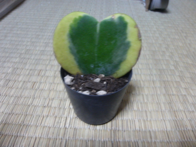 ホヤカーリ（ハートホヤ）１株