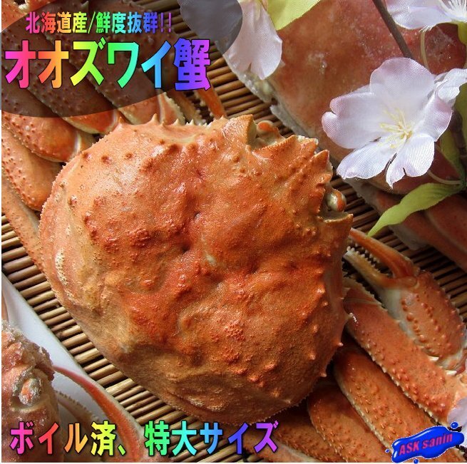 噂の「オオズワイガニ700」特大・整体、ボイル冷凍