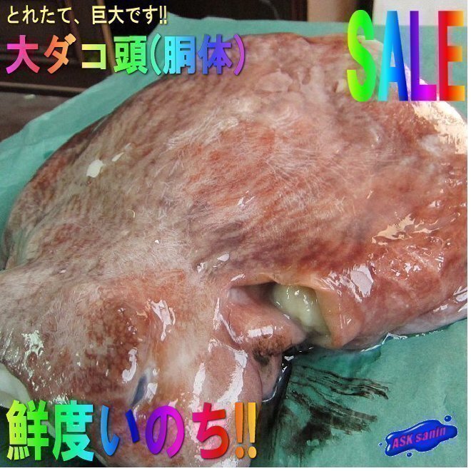 珍品・珍味「水タコ胴体(頭) 5.6kg」お刺身、タコ鍋に　（活冷凍）『魚王国』 境港産