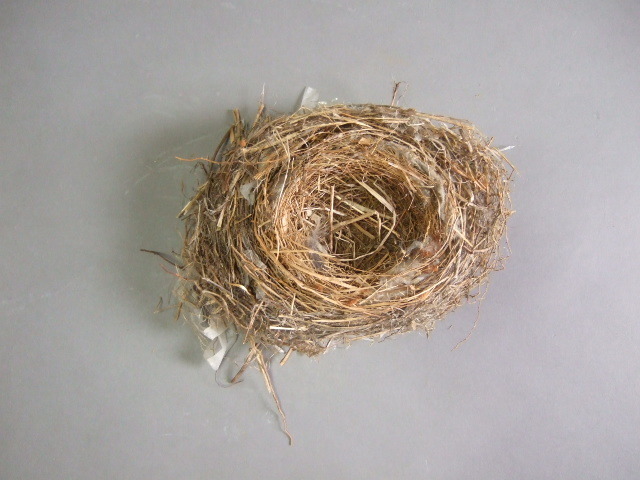 逸品鳥の巣