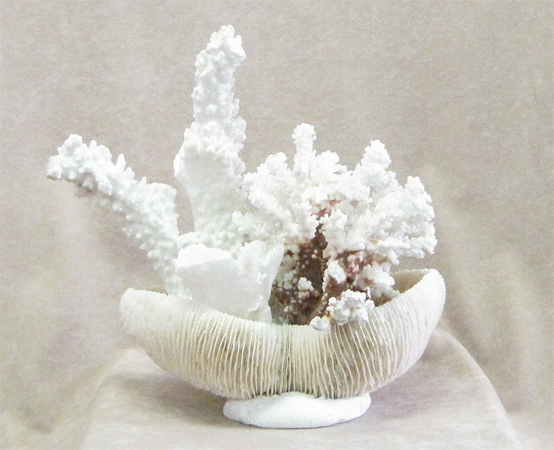 【アンティーク置物】珊瑚の置物《珍品》サンゴ　ホワイト　☆手渡しでお願い致します！
