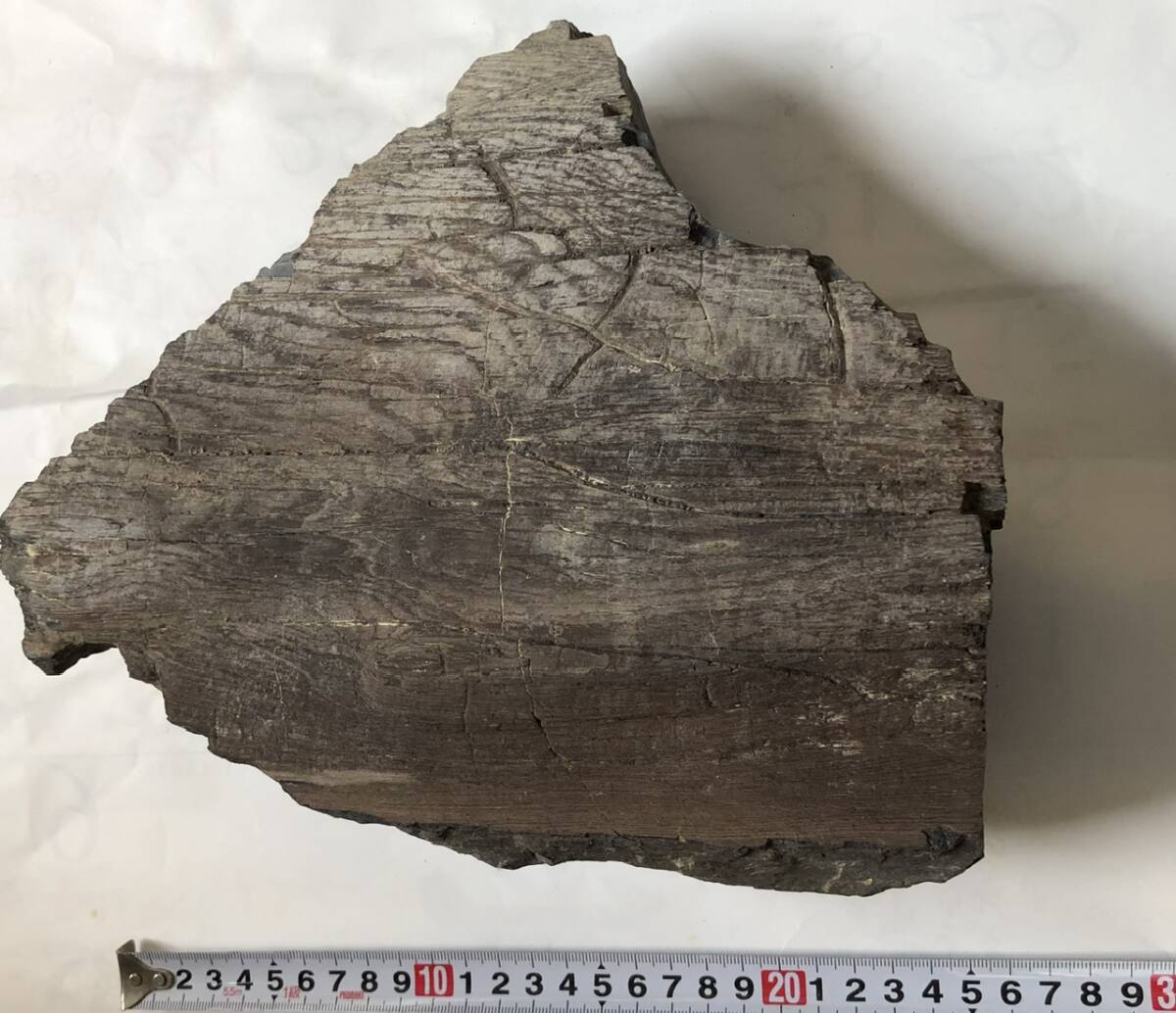 珪化木　７ｋｇ