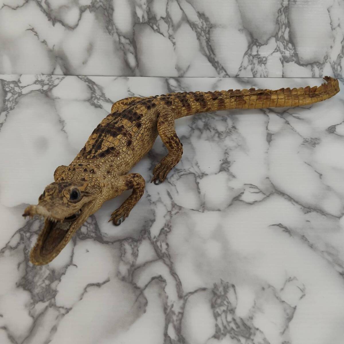【M0517】ワニ 鰐 剥製 全長約33cm 置物 爬虫類 動物 オブジェ 標本 古美術 動物 皮