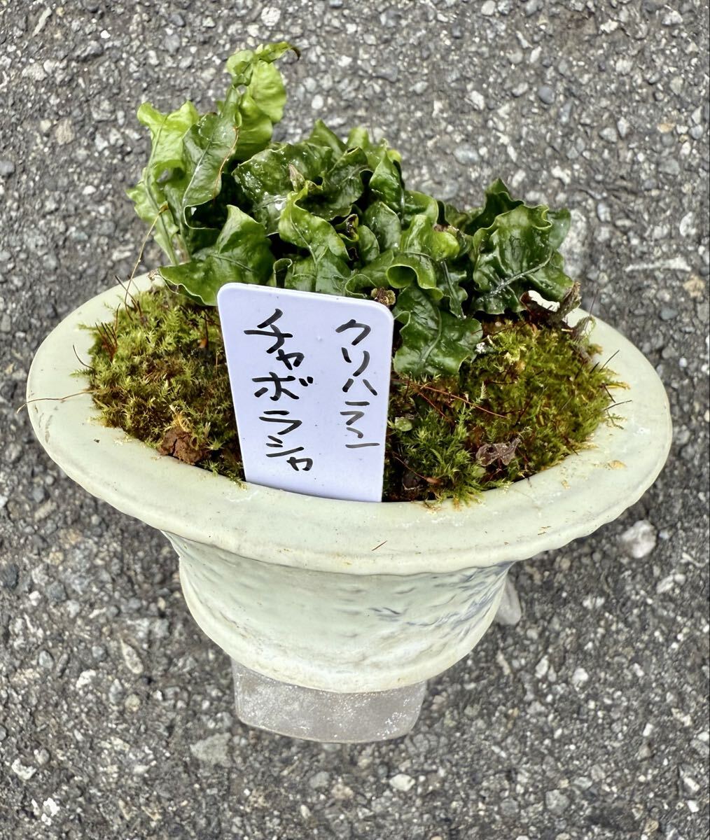 クリハラン　特別希少品種【矮鶏羅紗葉クリハラン】斑入り山野草《富貴蘭を楽しんで》富貴蘭　春蘭　カンアオイ