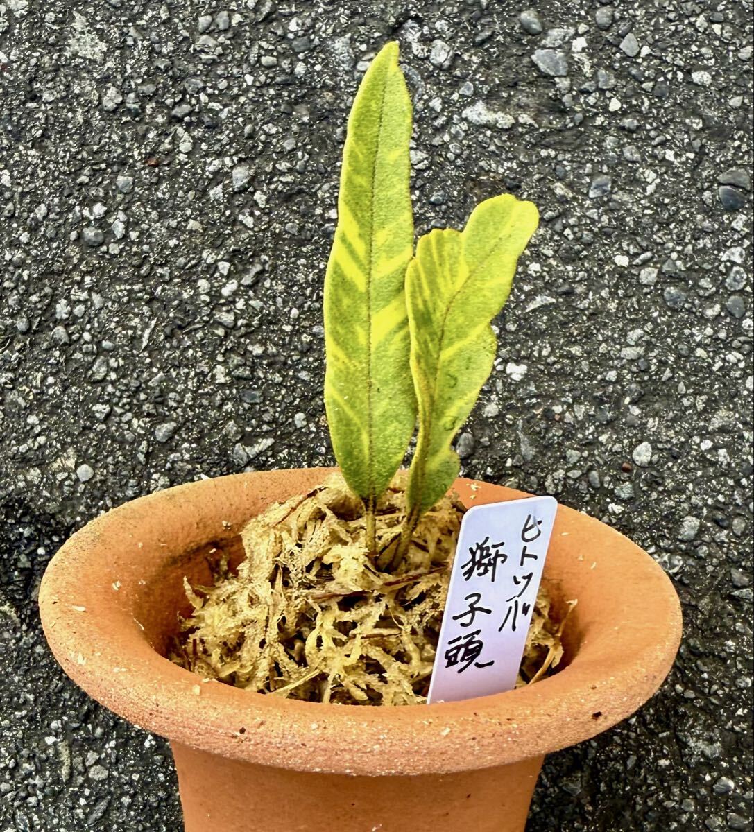 シダ ヒトツバ【ヒトツバ獅子頭】斑入り山野草　富貴蘭《富貴蘭を楽しんで》