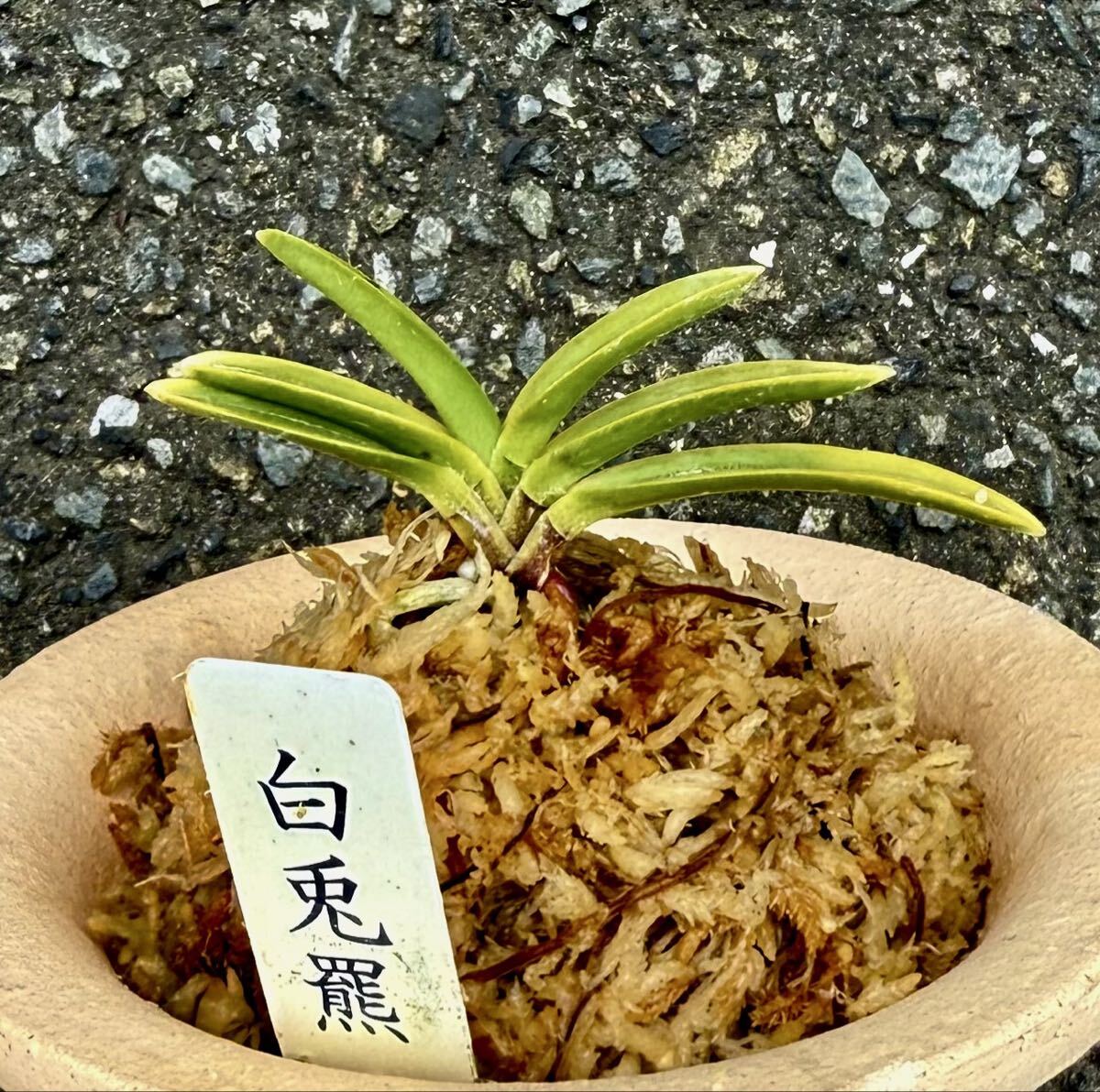 富貴蘭　羆芸【白兎羆】伝統園芸東洋蘭《富貴蘭を楽しんで》