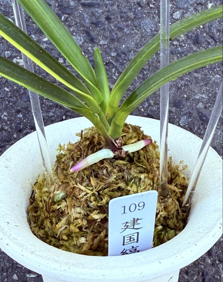 富貴蘭　特級品【109建国縞】伝統園芸《富貴蘭を楽しんで》