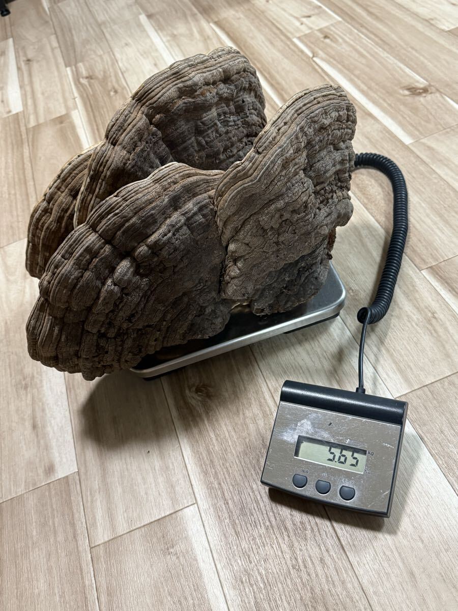 特大 霊芝 サルノコシカケ 5.65kg 漢方 鑑賞 長寿