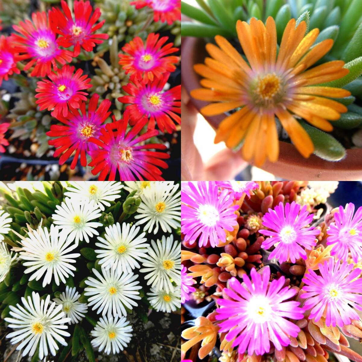●岩/四⑥5-②- デロスペルマ４色 セット 白 ガーネット ピンク オレンジ 多肉植物 カラフル 夏の花 
