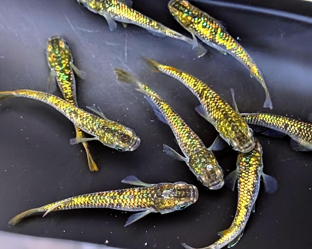 金平糖ゴールド18K 稚魚 7匹保証3匹 メダカ水槽 メダカ種類 メダカの飼い方室内 メダカの飼い方 メダカの飼い方屋外