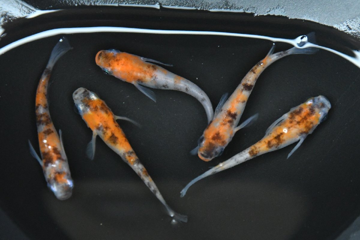 雲州三色 上物 S稚魚7匹保証3匹追加 メダカ水槽 メダカ種類 メダカの飼い方室内 メダカの飼い方 メダカの飼い方屋外