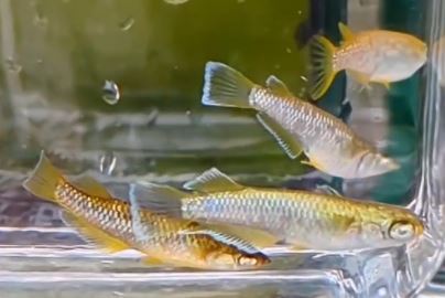カーネリアン S7匹保証3匹追加 メダカ水槽 メダカの飼い方室内 メダカの飼い方 メダカの飼い方屋外