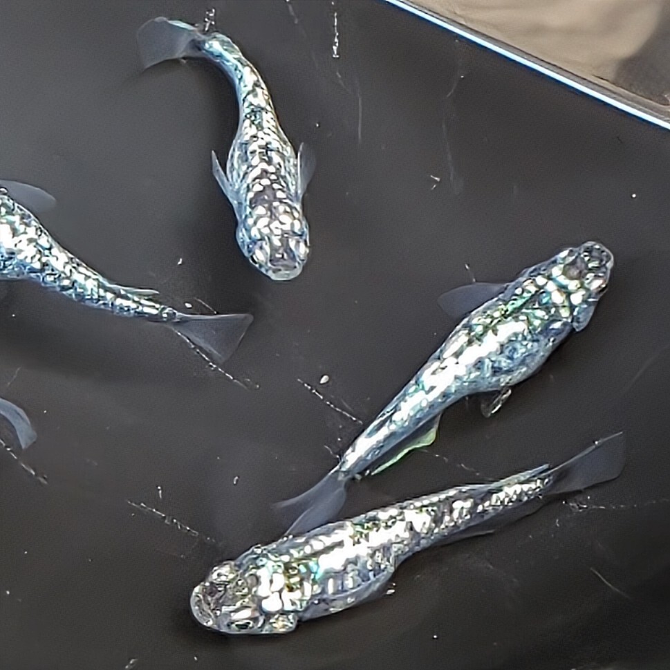 レックウザ S稚魚7匹保証3匹追加 メダカ水槽 メダカの飼い方室内 メダカの飼い方 メダカの飼い方屋外