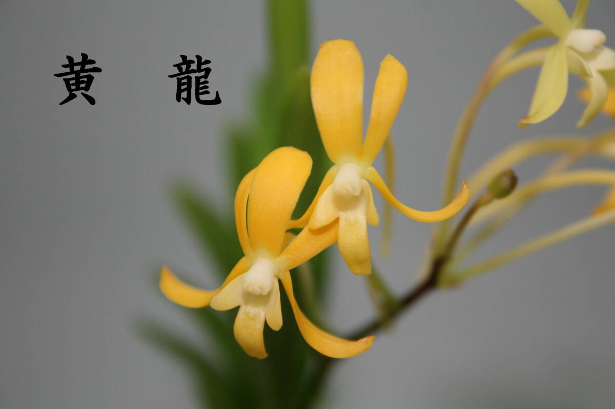 黄龍（花付・大輪濃い黄）　　富貴蘭　フウラン　山野草　東洋蘭　山野草