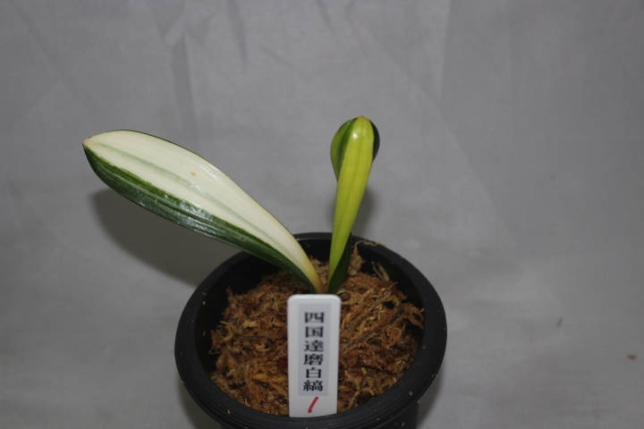 クンシラン　四国達磨白縞　　１　　　君子ラン　観葉植物
