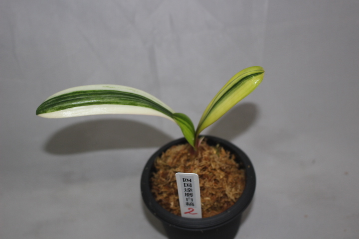クンシラン　四国達磨白縞　　２　　　君子ラン　観葉植物