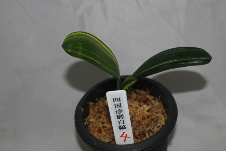 クンシラン　四国達磨白縞　　４　　　君子ラン　観葉植物