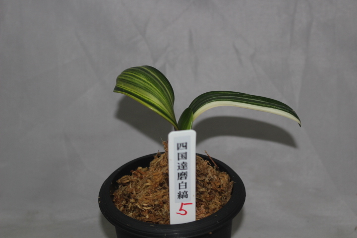 クンシラン　四国達磨白縞　　５　　　君子ラン　観葉植物