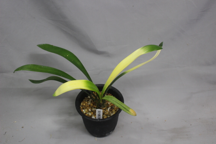 クンシラン　白虎　　　　君子ラン　観葉植物