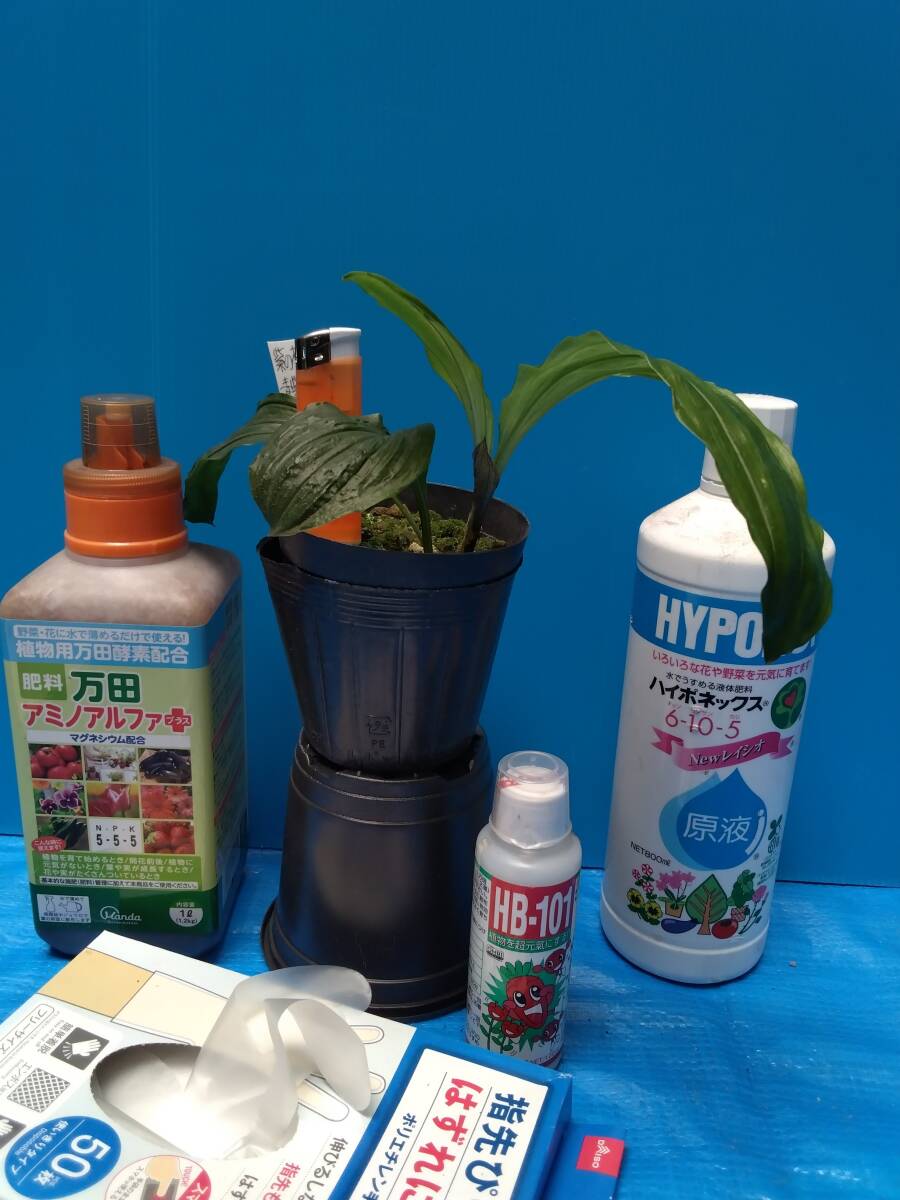 oitanエビネ・えびね　中小苗シリーズ　2回目　コオズ系紫白「紫の槍」中大輪花　小苗
