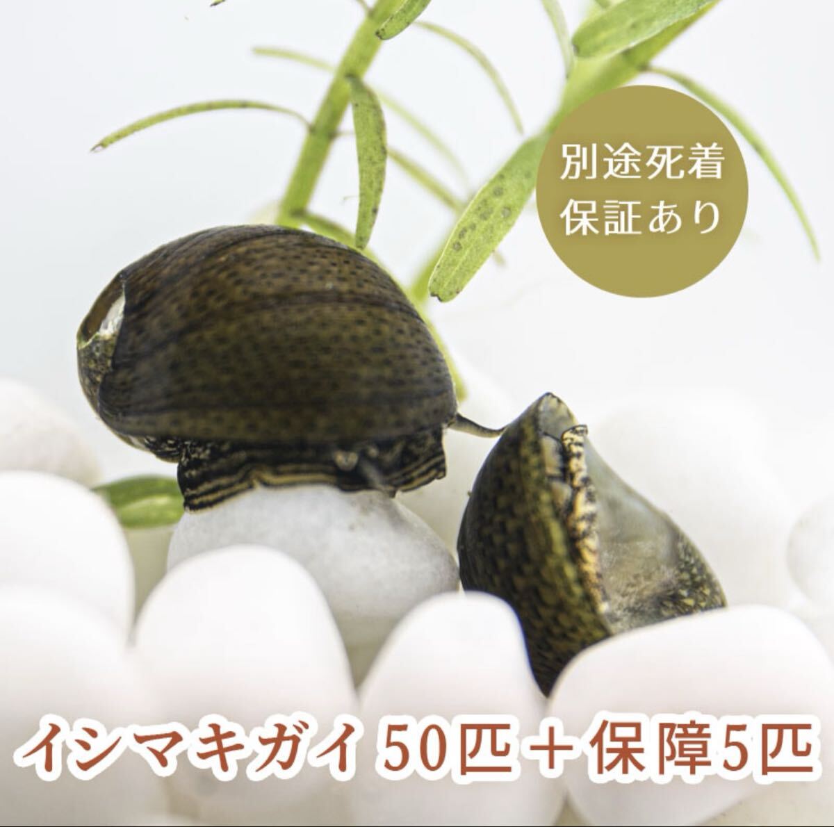 イシマキガイ　50匹　＋保証5匹　合計55匹　（　イシマキ 貝　石巻　石巻貝　水質浄化　アクアリウム　生体　コケ取り貝　浄化　）