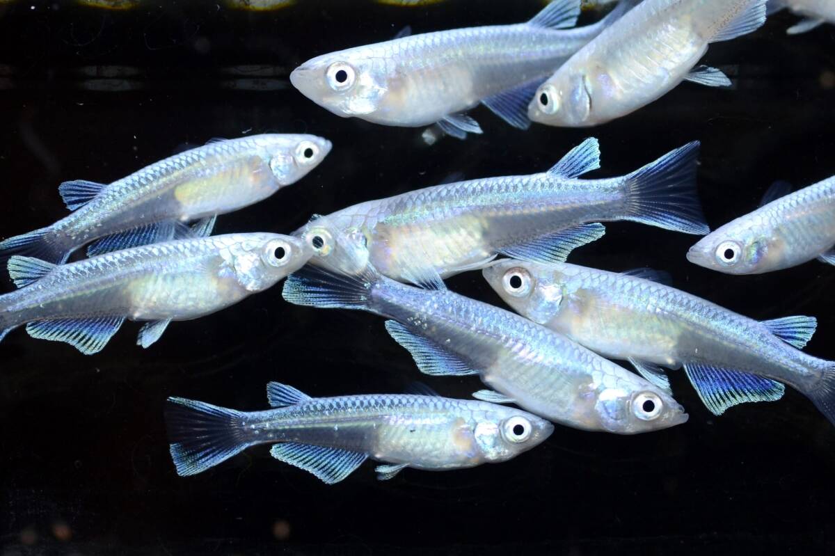 (桜來めだか) 幹之めだか スーパー強光 稚魚 SS 10匹セット みゆきメダカ みゆきめだか みゆき（送料無料）