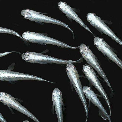 (桜來めだか) 幹之めだか　稚魚 SS 10匹セット みゆきメダカ みゆきめだか みゆき（送料無料）