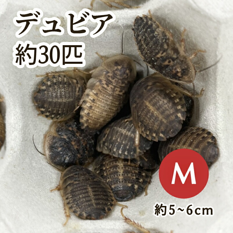 （生餌）デュビア（アルゼンチンモリゴキブリ） Mサイズ （30匹）