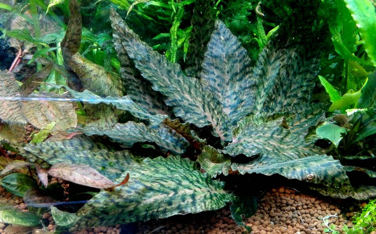 OASISAQUAレイアウト水槽育成　クリプトspピンクエッジ　無農薬1株