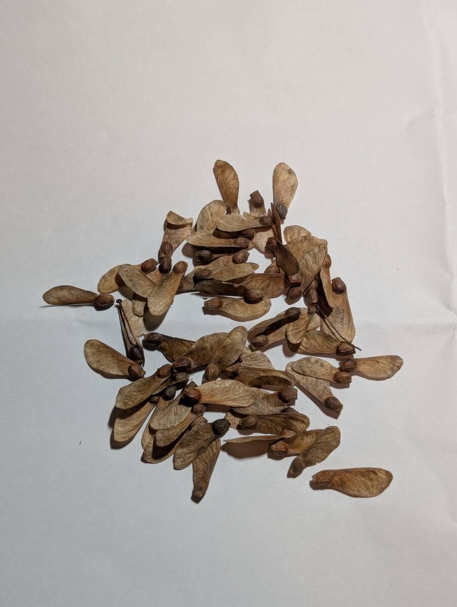 ヤマモミジ　種　50粒以上　綺麗　紅葉　盆栽