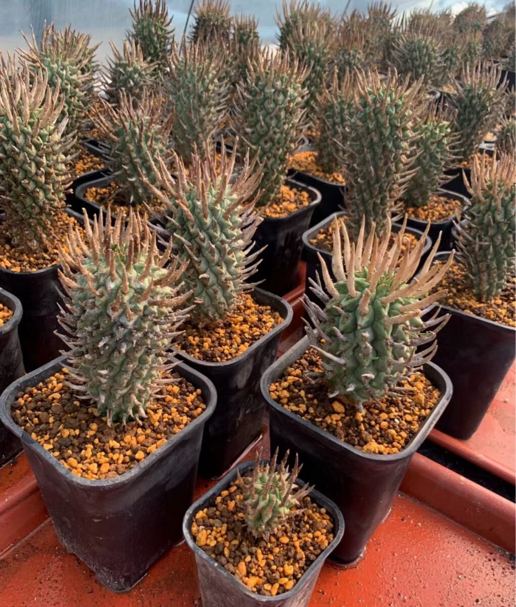  闘牛角 ユーフォルビア スコエンランディEuphorbia schoenlandii 闘牛角 塊根植物 種子5粒