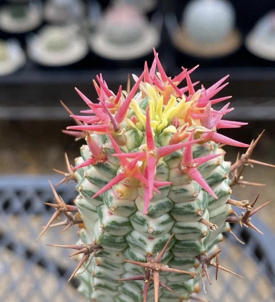 特選 多肉植物 Euphorbia stellispina / ユーフォルビア ステリスピナ 群星冠 種子5粒