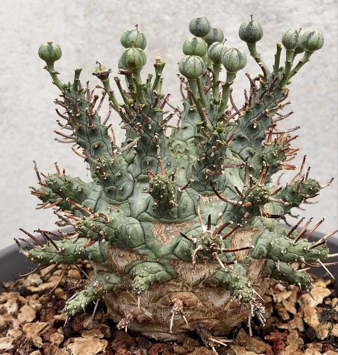 特選ユーフォルビア デセプタ/Euphorbia decepta/希少種子5粒