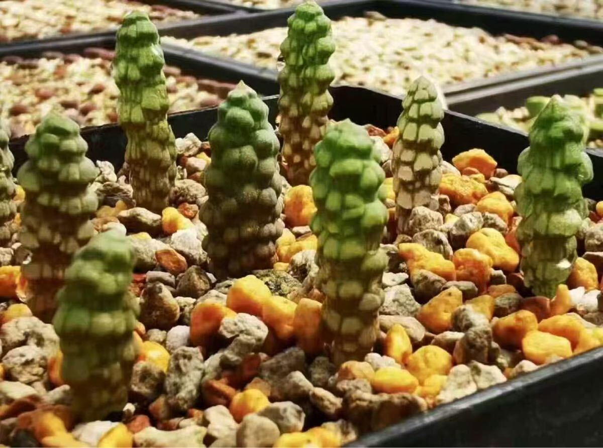 特選　珍奇植物　多肉植物 つくし玉/Bulbine bruynsii/ブルビネ・ブルインシー 種子5粒　新入荷