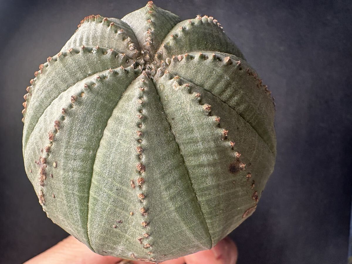 No.1250 特選 多肉植物 Euphorbia obesa ユーフォルビア オベサ 特大株 実生株