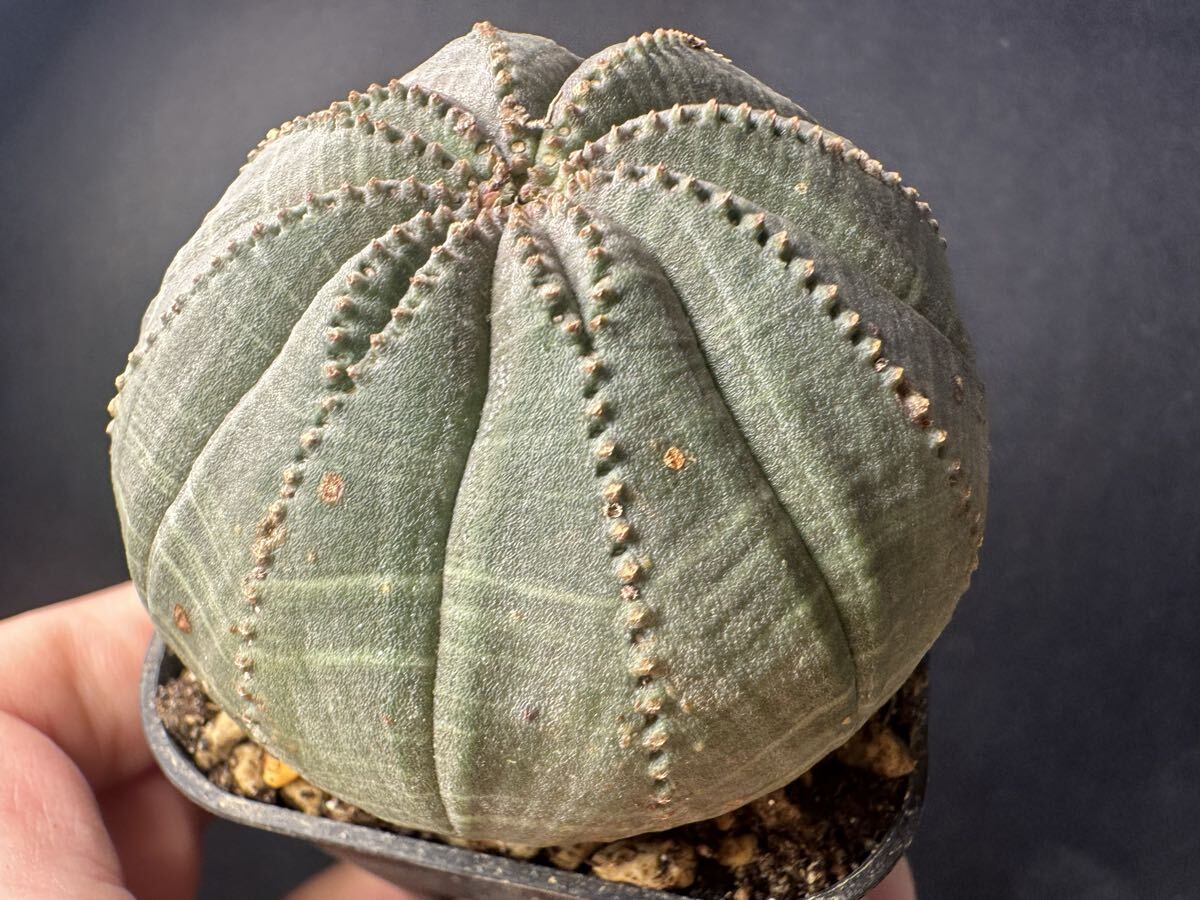 特選 多肉植物 Euphorbia obesa ユーフォルビア オベサ 特大株 希少株