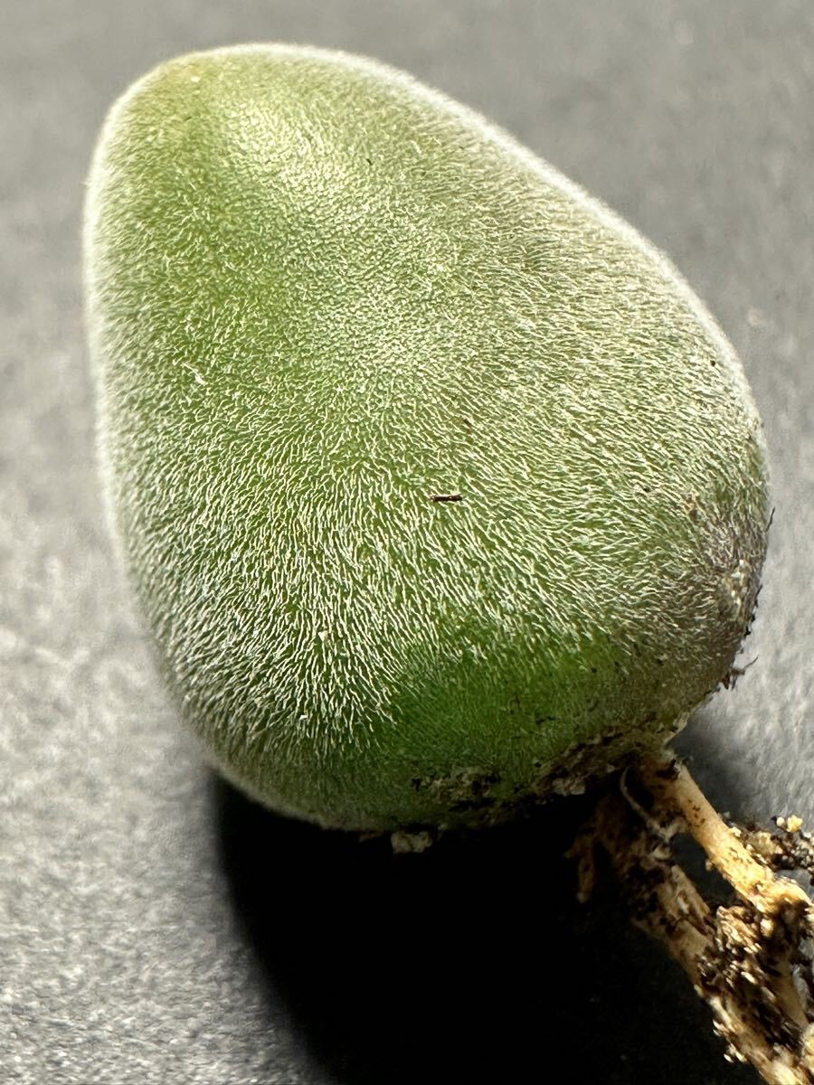 No.1080 特選 多肉植物 ムイリア ホルテンセ　Muiria hortenseae 宝輝玉 メセンコノフィツム 限定株