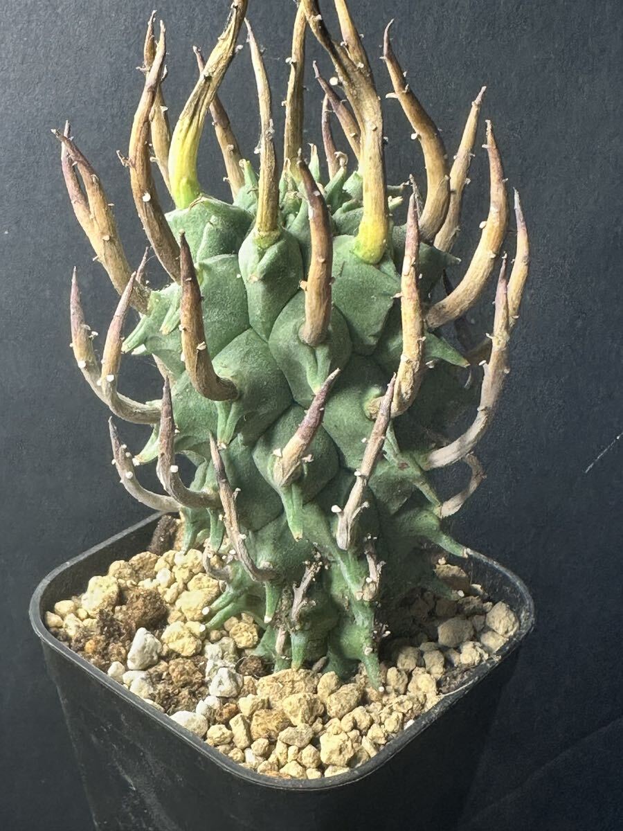 No.1211 特選 多肉植物 珍奇植物 ユーフォルビアスコエンランディ/Euphorbia schoenlandii 特大美株