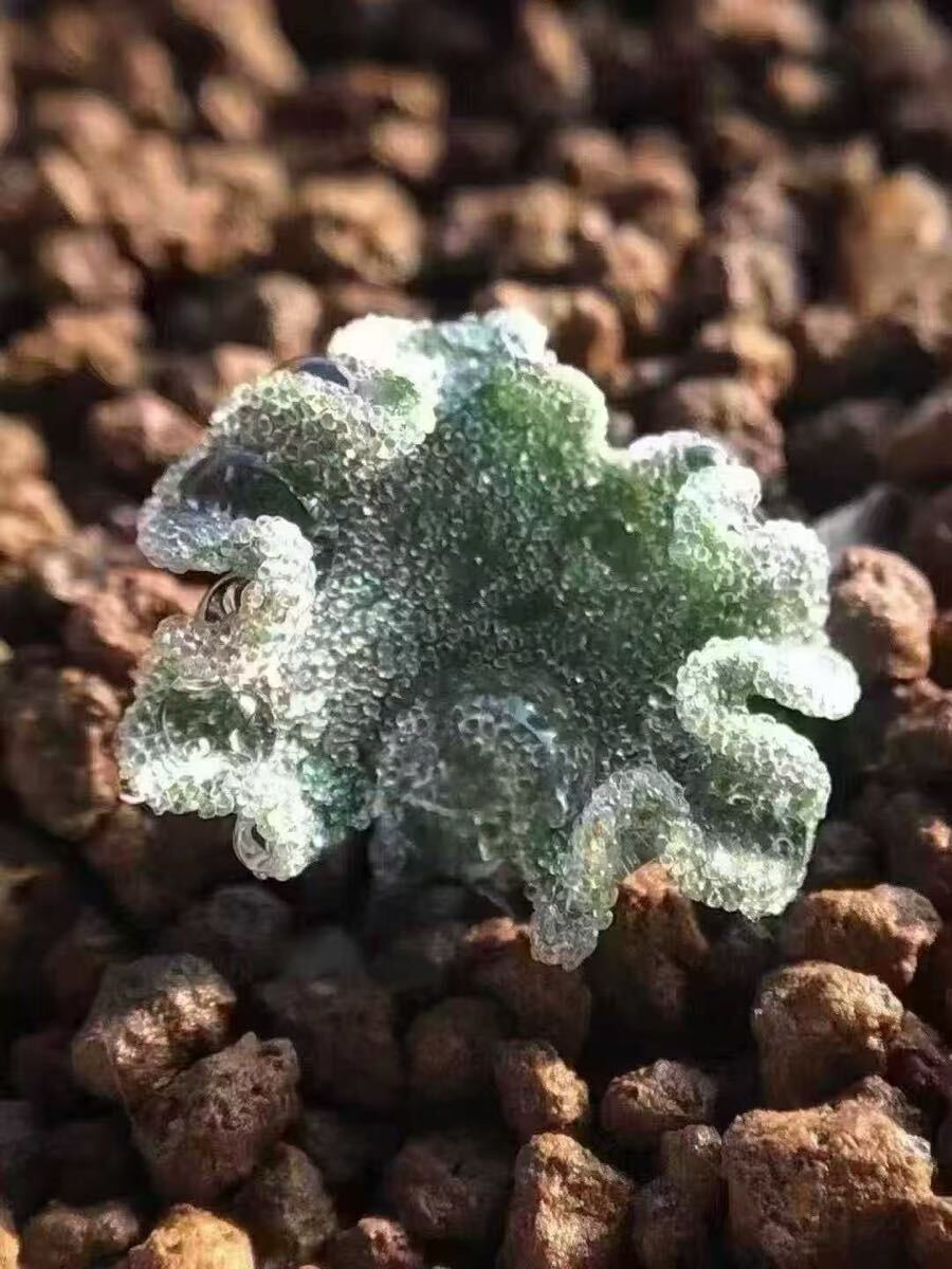 No.761 特選 珍奇植物 霧氷玉 エリオスペルマム・チタノプソイデス大株
