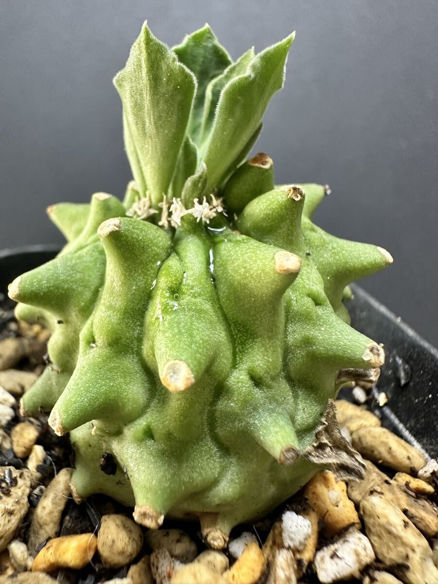 特選 珍奇植物 ユーフォルビア ネオリフレクサ /Euphorbia neoreflexa 実生株