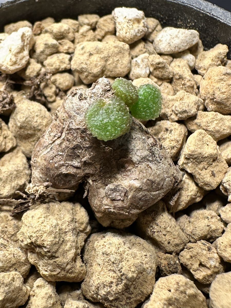 No.1240 特選 珍奇植物 塊根植物 Tylecodon similisチレコドン シミリス コーデックス厳選株