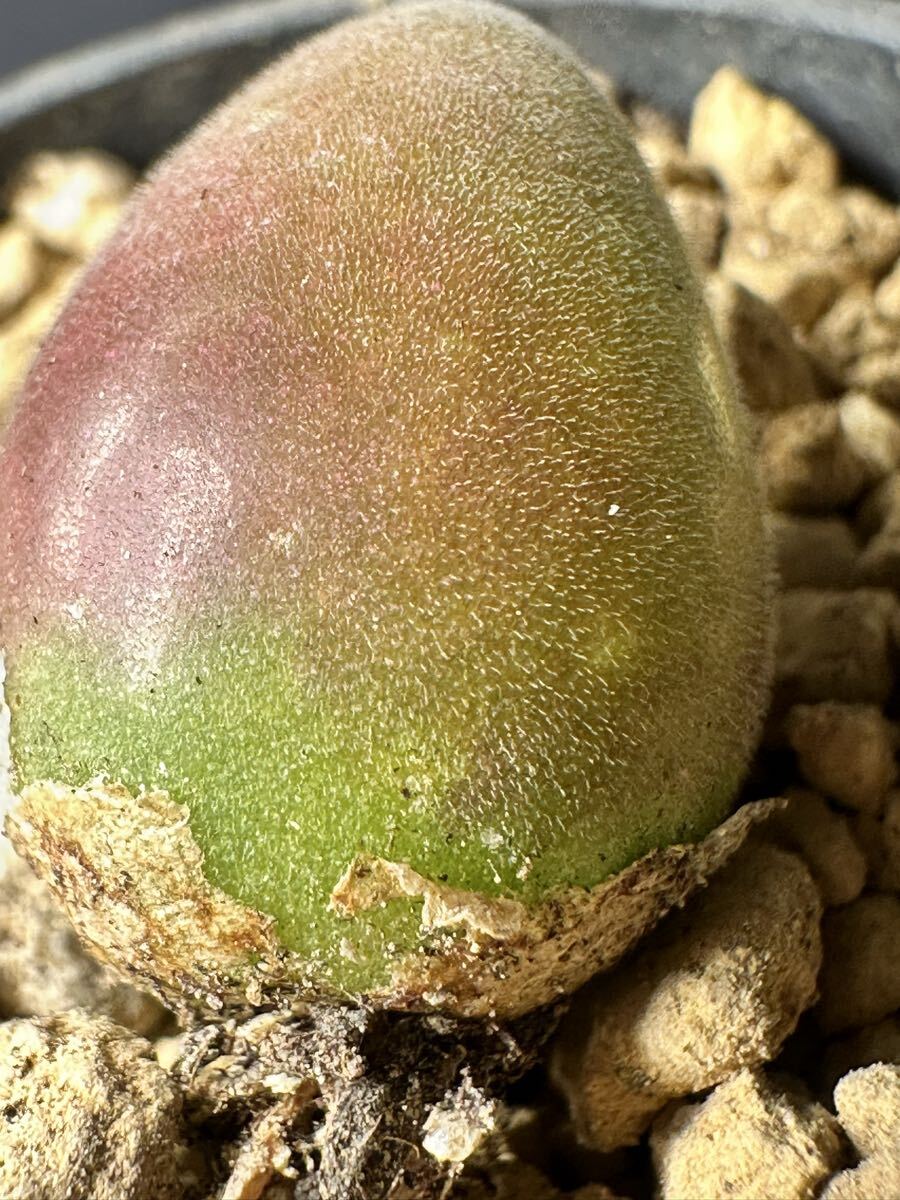 No.1167 特選 多肉植物 ムイリア ホルテンセ　Muiria hortenseae 宝輝玉 メセンコノフィツム 限定株